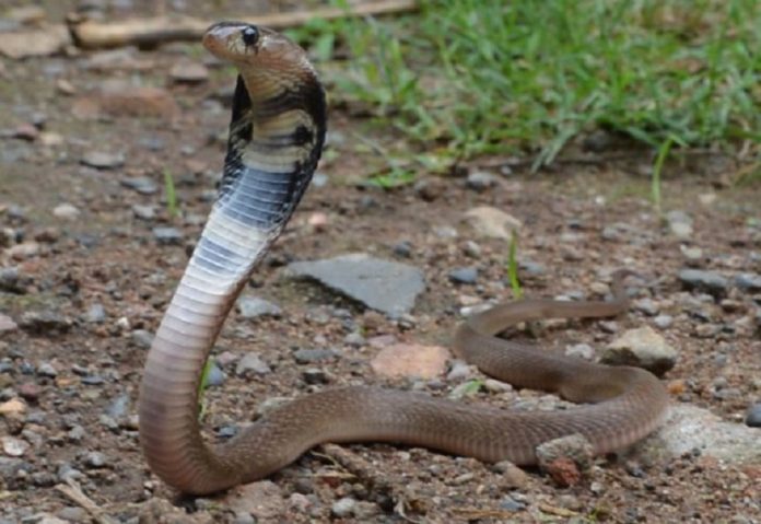 When the snake bit the young man's leg, the young man killed the snake by biting him