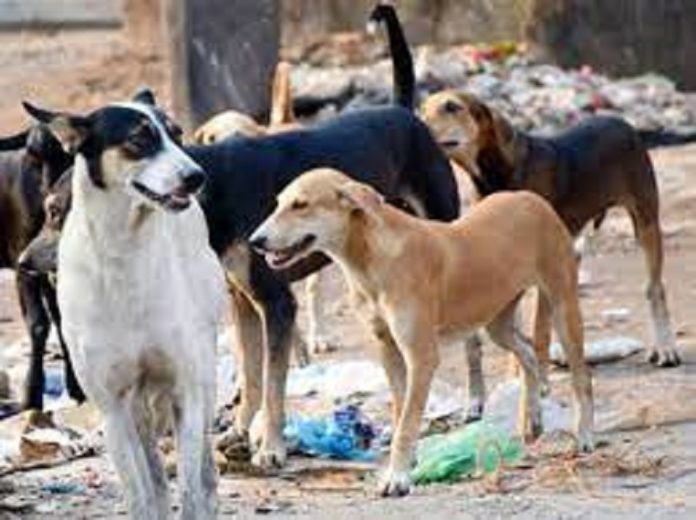 In this village of Mahoba, 20 dogs died in two days, know the reason