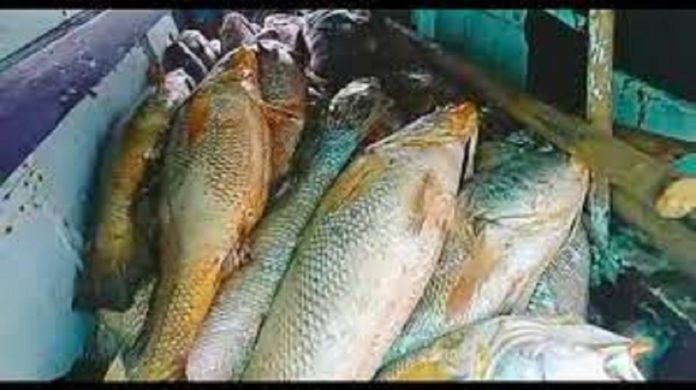 This fish made the fisherman a millionaire, one fish sold for 85 thousand, know the specialty