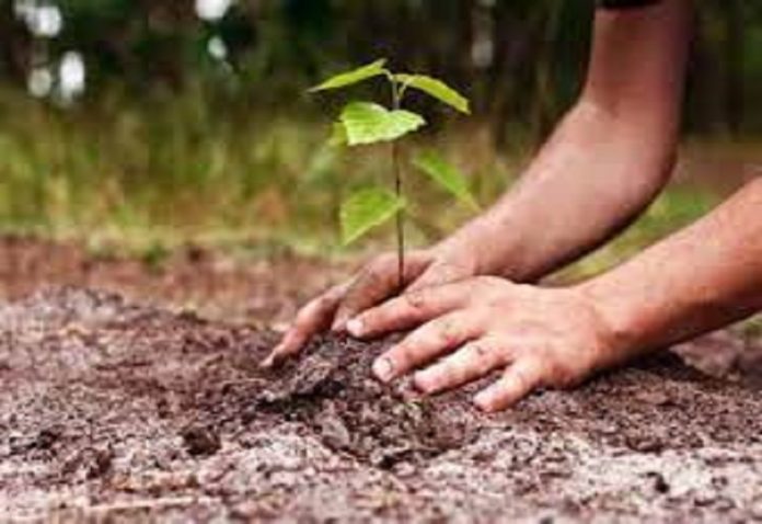 PNB MetLife will plant more than 40 thousand trees