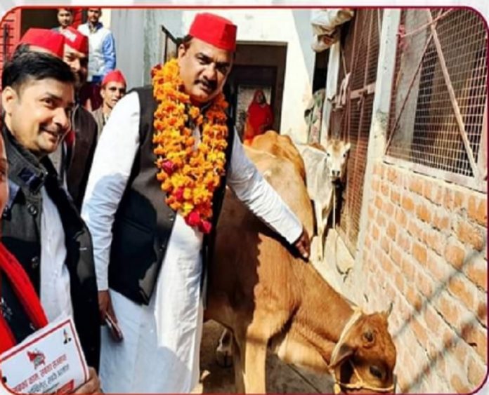 SP's masterstroke for the prosperity of both cow mother and farmer brother