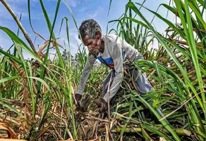 Trishuk is the country's first, three-tier security provider, mix sugarcane herbicide, will increase farmers' income