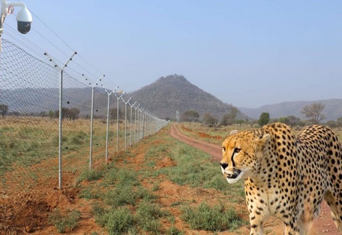 After 70 years on the land of Kuno, today PM Modi will welcome the cheetah to free African cheetahs