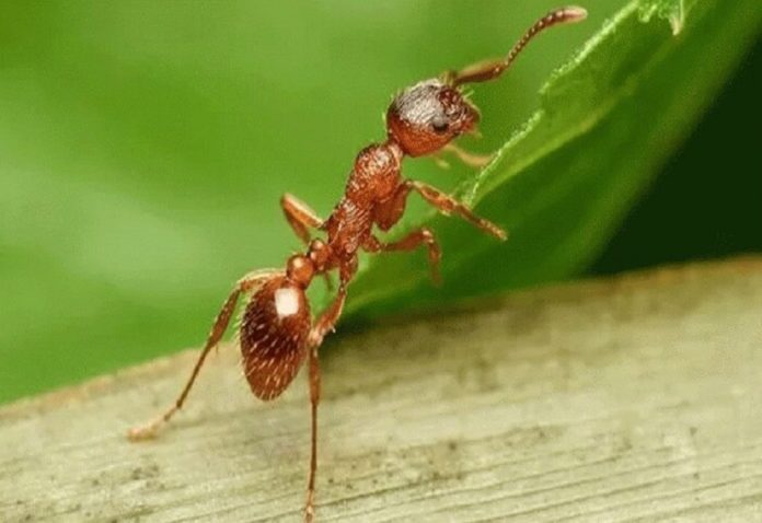 Snakes and scorpions are also dying due to the bite of poisonous red ants in Odisha, fear among villagers