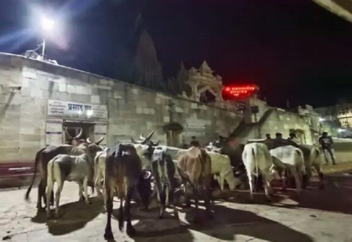 25 cows reached Dwarka after walking 450 km to visit Lord Krishna
