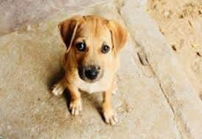 Amazing: In Bareilly, drunkards cut off the ears and tail of a puppy and ate it after drowning it in alcohol.