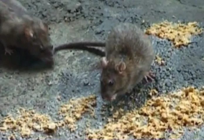 Jhanshi news: Even after spending two and a half lakhs every year, officials are troubled by rats at Jhansi station, hollowed out the track