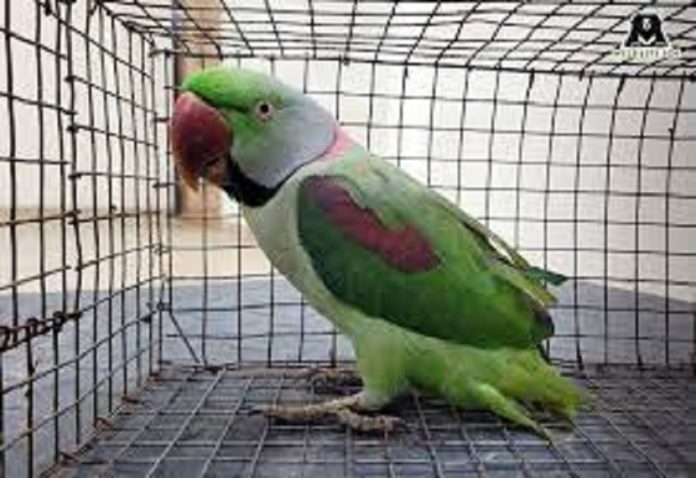 Two murderers were sentenced to life imprisonment due to the testimony of a parrot in Agra, know the whole matter