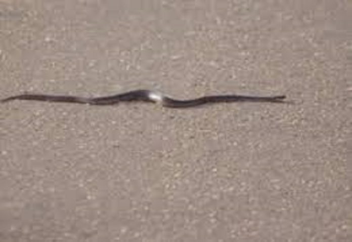 When the child chewed the snake while playing, seeing this, the grandmother rushed to the hospital