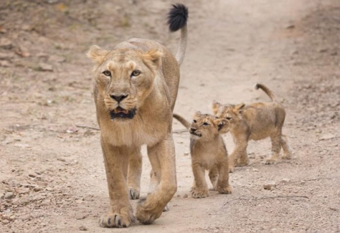 Etawah Lion Safari: Death of Babbar lioness Sona's fourth child, doctor told this reason during investigation