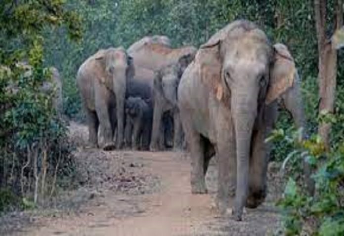 Nepali elephants created havoc in Pilibhit, crushed three villagers, one died on the spot