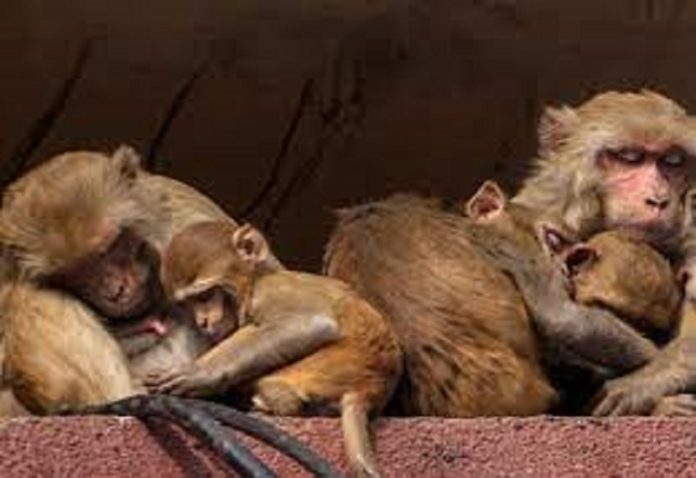 50 monkeys were killed in Bahraich and their bodies were thrown near the police post, the photo went viral and created a stir.