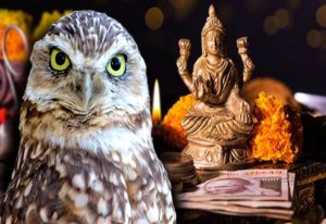 Today Diwali will be celebrated with joy, know why owls are worshipped.