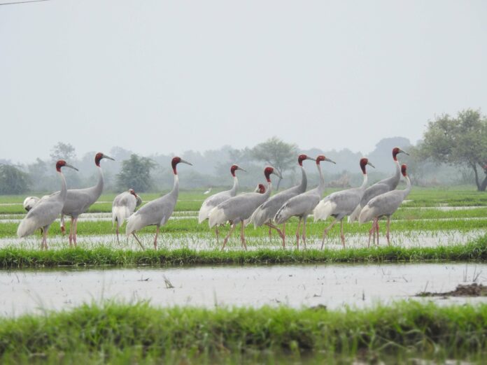 UPL organizes 2nd Saras Crane Mahotsav to spread awareness on World Wetlands Day