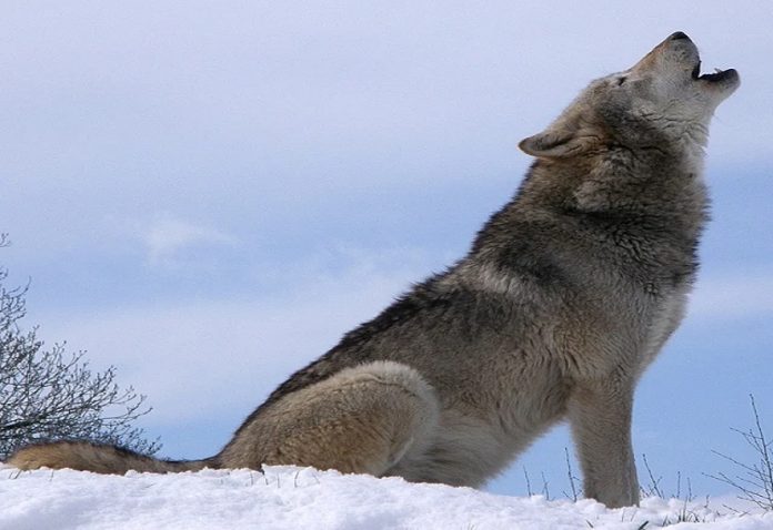 Wolves become more dangerous due to separation from lovers, read how loyal wolves are towards their couples.