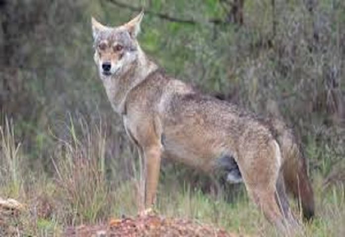 Villagers beat up wolf that had entered Bahraich to hunt, DFO says action will be taken