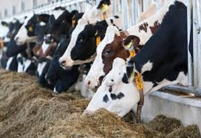 UPL and CH4 Global join hands to provide methane-reducing feed supplement for cattle