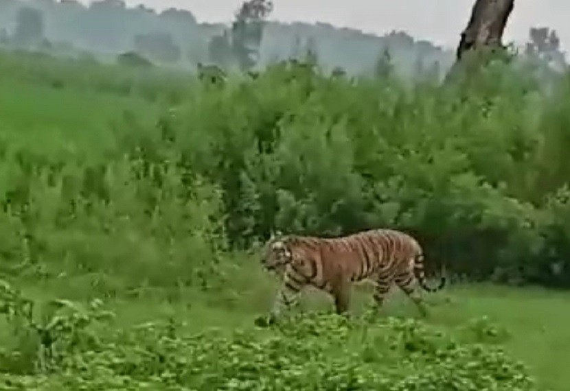 A farmer who had gone to see the crop in Bahraich was eaten alive by a tiger, panic spread among the villagers.