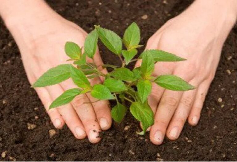 Today 37 crore saplings will be planted in UP, CM Yogi will plant saplings in Ayodhya and Azamgarh