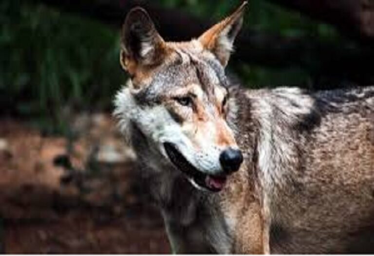 Wolf terror again in Bahraich: The disappearance of a two-year-old girl sleeping in the veranda caused a stir.