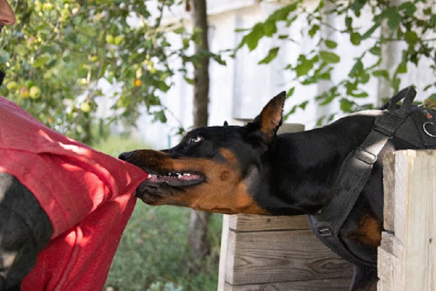 In Champawat, a 12-year-old boy was bitten by a dog in a dream; after searching on Google, he went to the hospital for treatment.