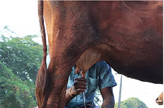 Climate Change and Dairy Productivity: Time for India to Take Climate-Smart Steps