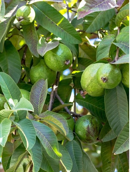 When an elderly man scolded a child for plucking guavas, an enraged woman beat the senior citizen to death with the leg of a cot.