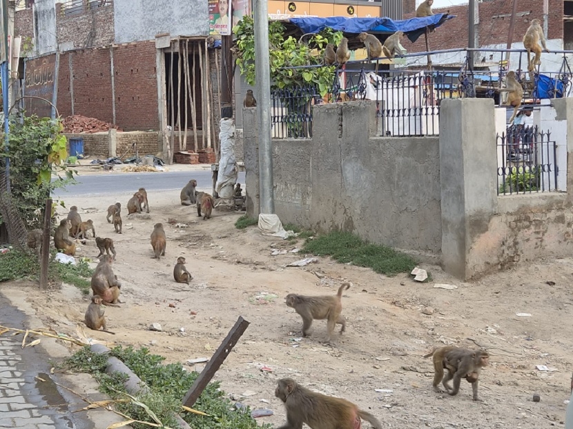 Gang war between monkeys in Etah: Street battle lasted half an hour; onlookers watched the spectacle.